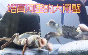 Video herunterladen: 沉浸式养淡水蟹 河蟹与大闸蟹历时两年半的跟拍 太活泼太解压了