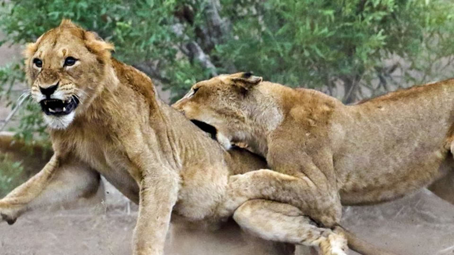 母狮捕猎闯入陌生领地