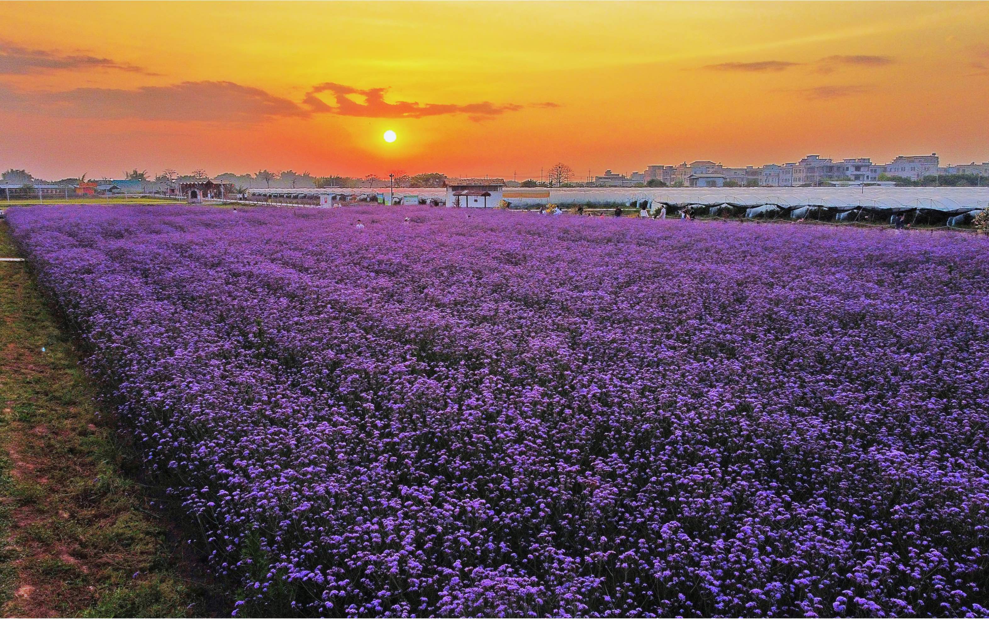 紫花马鞭草|花海拍照