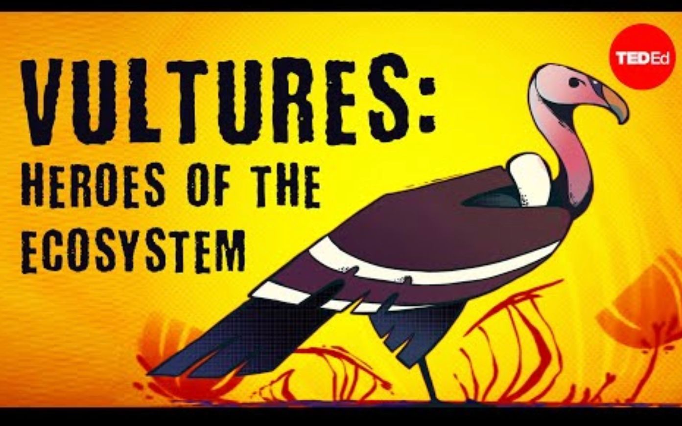 [图]【Ted-ED】生态系统的英雄：秃鹰 Vultures The Heroes Of The Ecosystem