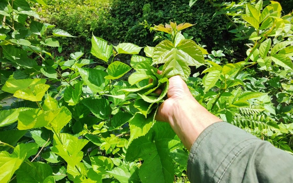 [图]小时候摘来喂蚕的桑叶，还可以做成桑叶茶，有一股清香味，真好喝