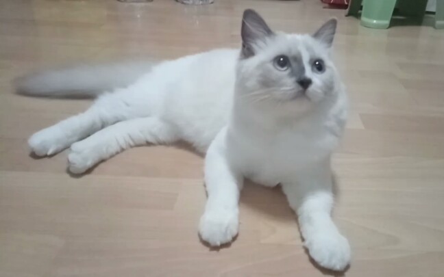 【布偶猫】阴阳脸小猫猫日常神游