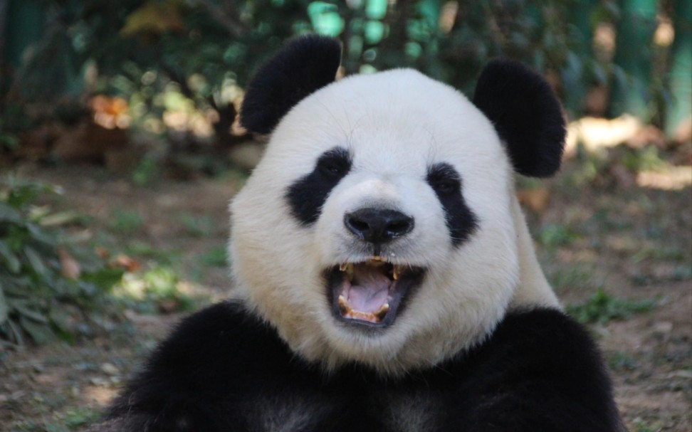 大熊猫飞云  吃了睡睡了吃的云