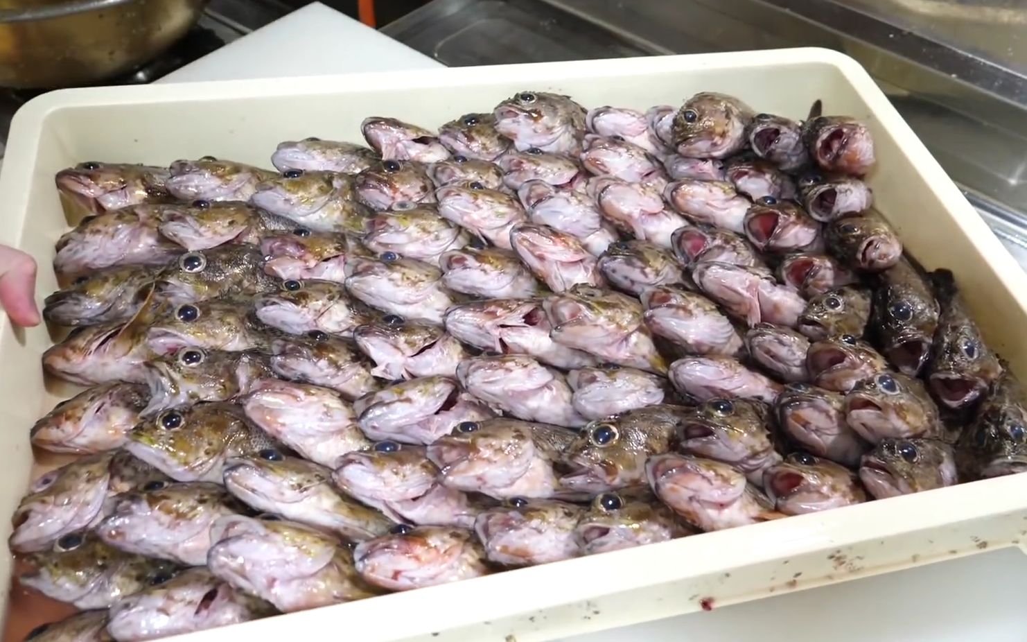 【海鲜小哥金子】买了超多的笠子鱼,处理下之后试着做了一大盘『炸笠