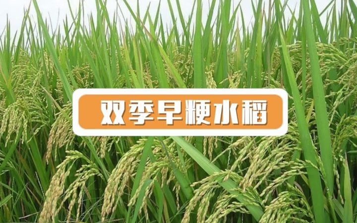 稻米也能“基因定制”?发早粳1号品质高产两手抓!哔哩哔哩bilibili