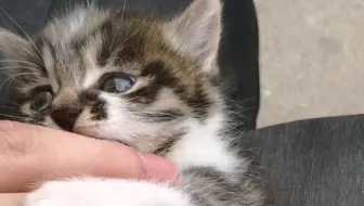 猫猫也要当男妈妈_哔哩哔哩_bilibili