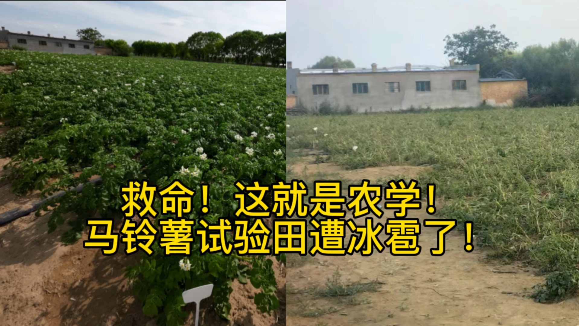 在陕北做的马铃薯试验田被冰雹给打成光杆司令了!不仅我辛苦做的试验白费了,那边农户更是损失惨重!之前我说种马铃薯一亩能净挣好几千,现在看来风...