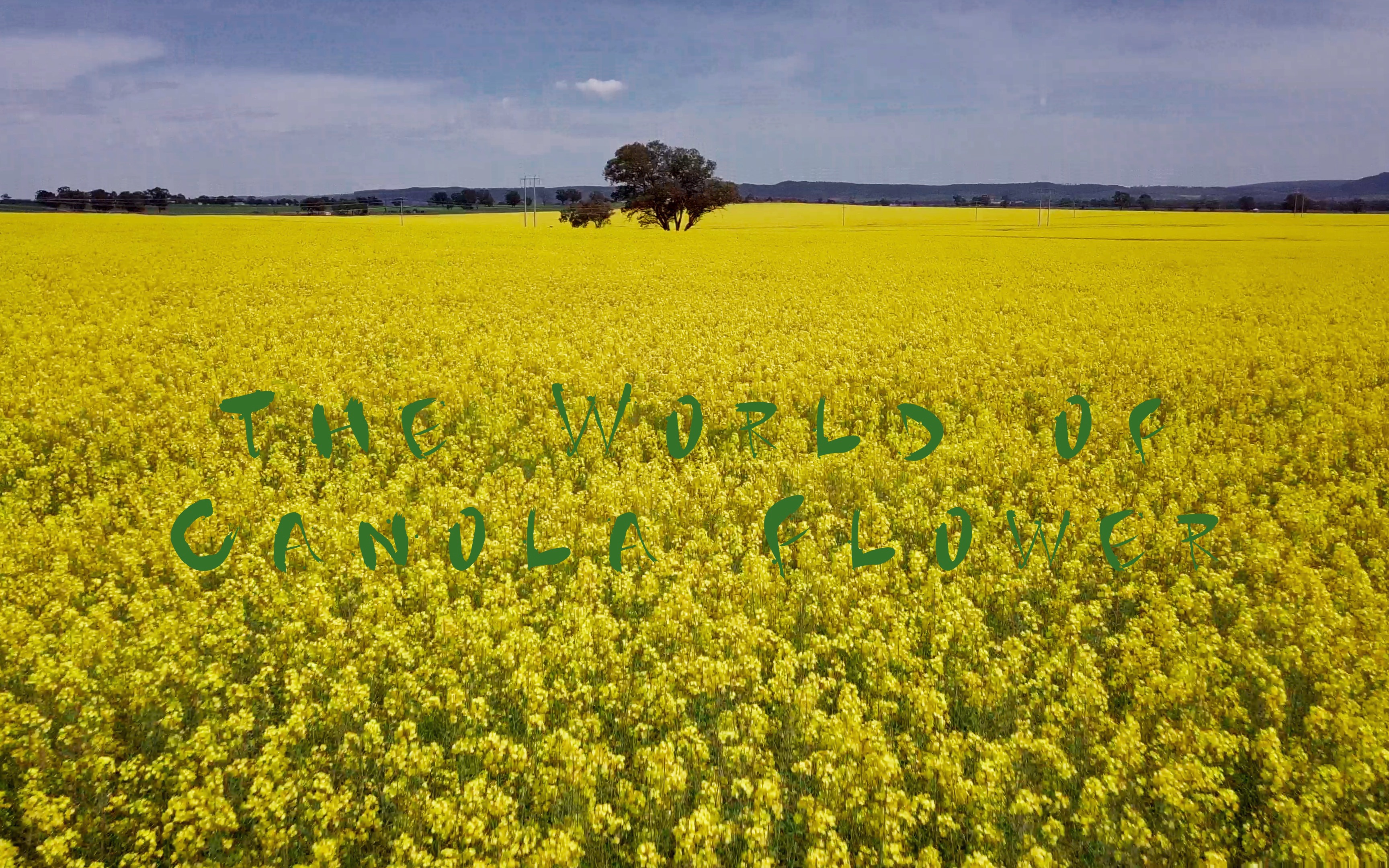 [图]油菜花田世界 The World of Canola Flower | 电影感短片 Cinematic Video