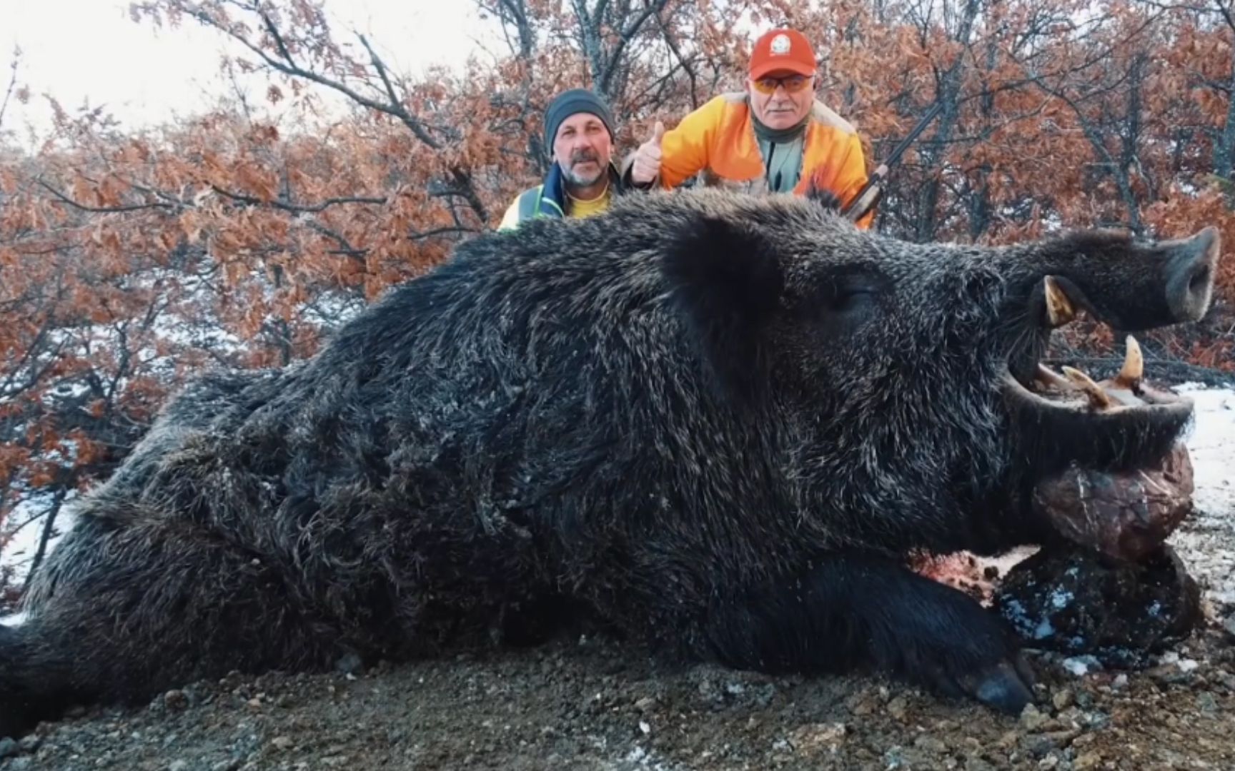 外國獵人與獵犬完美配合,獵殺巨型大野豬!獠牙就有20釐米