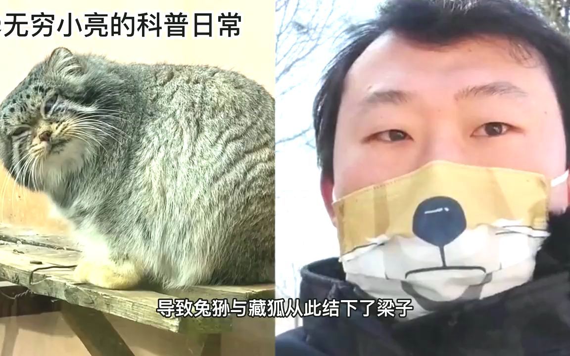 禁養貓科動物五虎上將第一彈兔猻奇妙的動物兔猻野生動物貓科動物