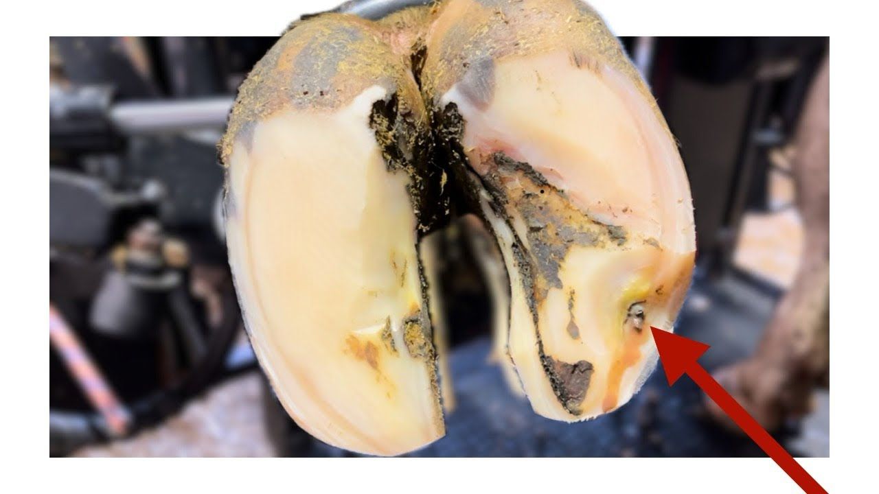 异物从蹄子里喷了出来