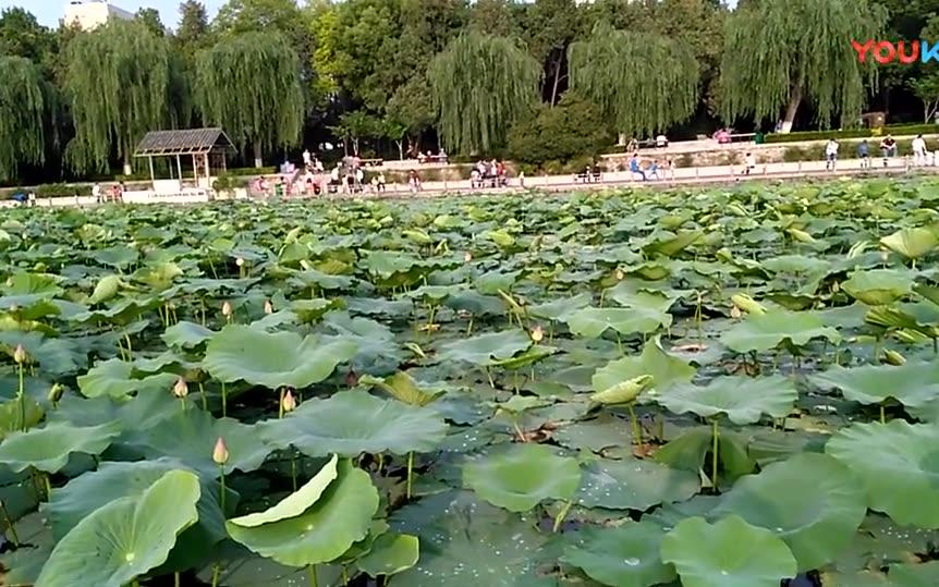 夏日美景, 紫荆山公园的荷花池畔, 绿叶粉荷, 花香如醉哔哩哔哩bilibili