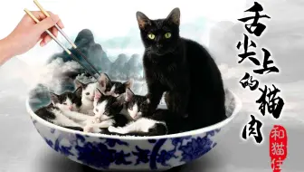 全b站第一个靠救猫上电视的up主 撒花 哔哩哔哩 Bilibili