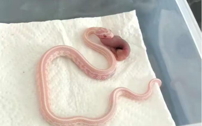 雪显玉米蛇进食视频