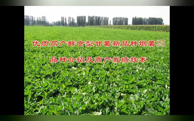 科学普及 | 优质高产鲜食型甘薯新品种烟薯25品种介绍及高产栽培技术哔哩哔哩bilibili