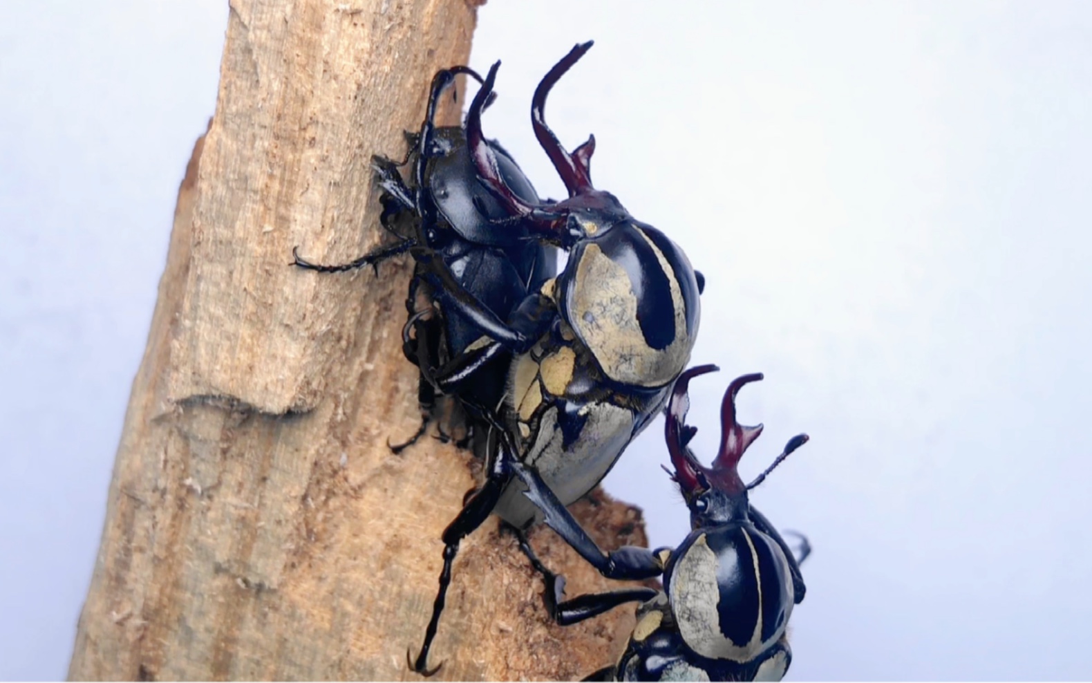 宽带鹿角花金龟的逐鹿之争昨天遇到的几个残障人士都收容了野外翅膀不