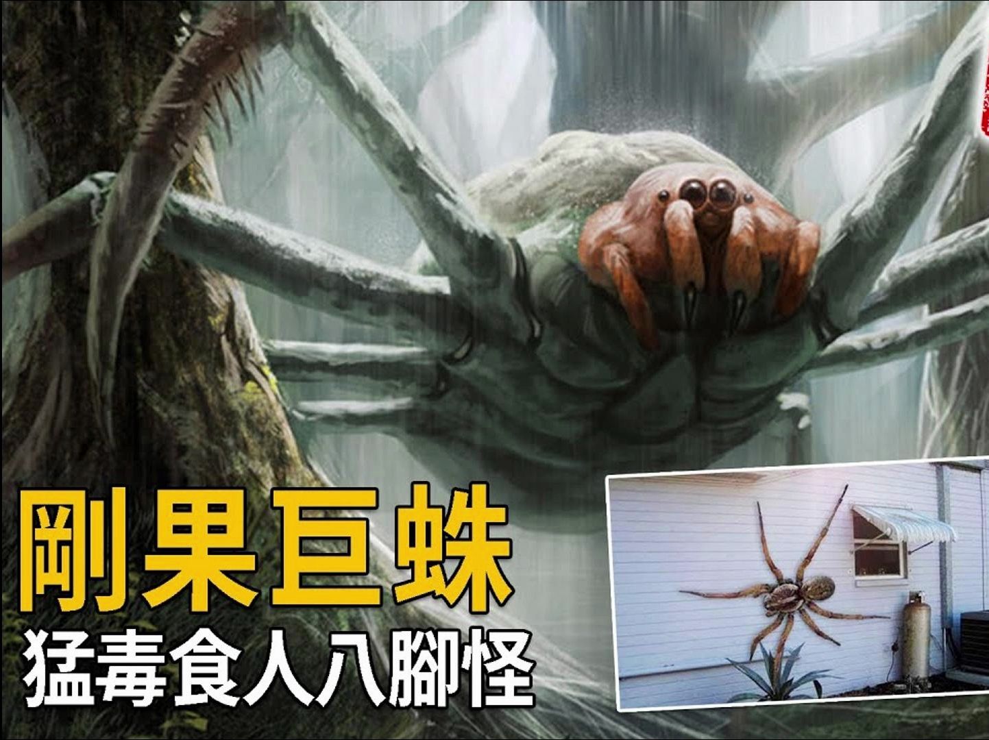 巨型蜘蛛吃人后代图片