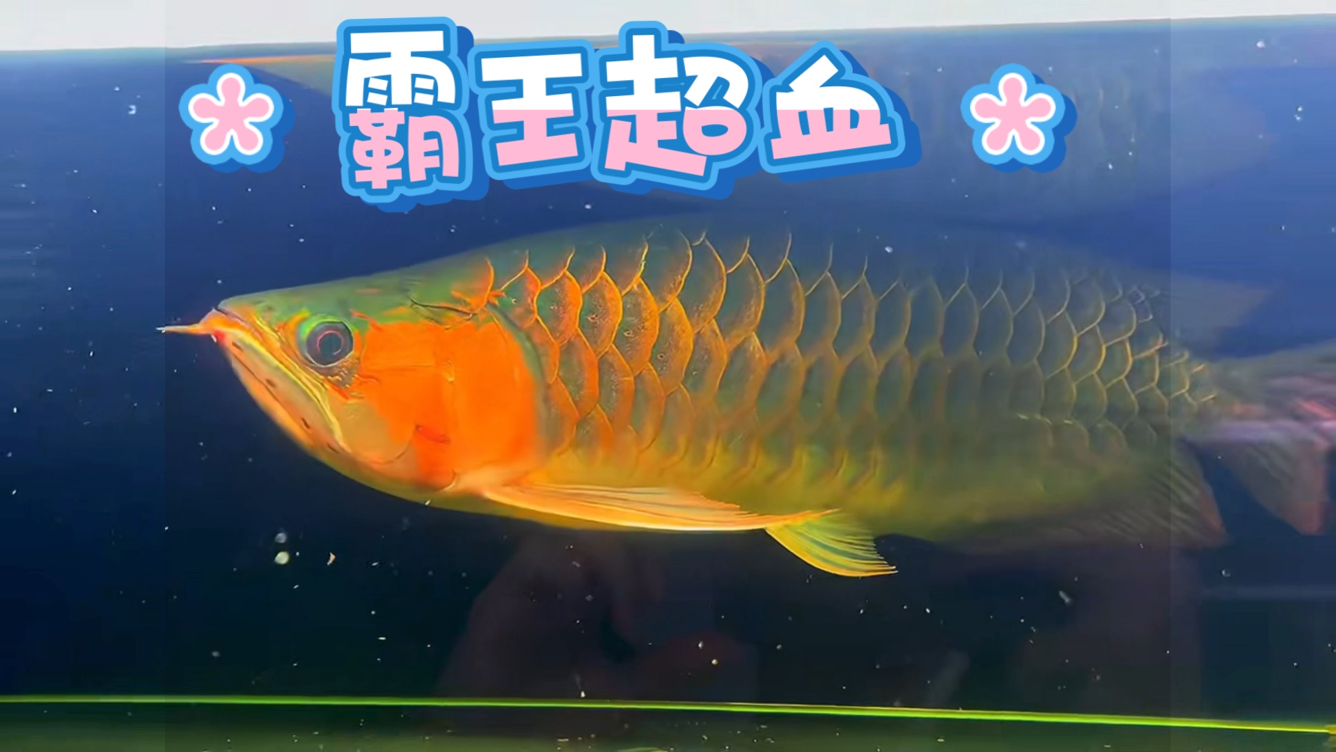 印尼大湖红龙霸王超血