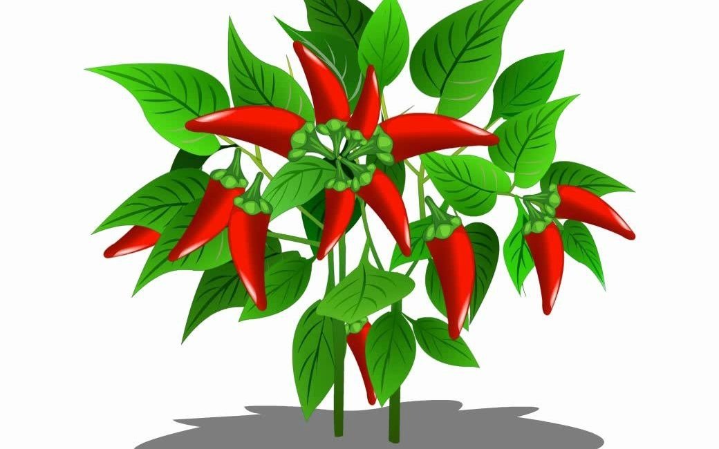 卡通红色小米椒植物视频免费下载-可抠像素材