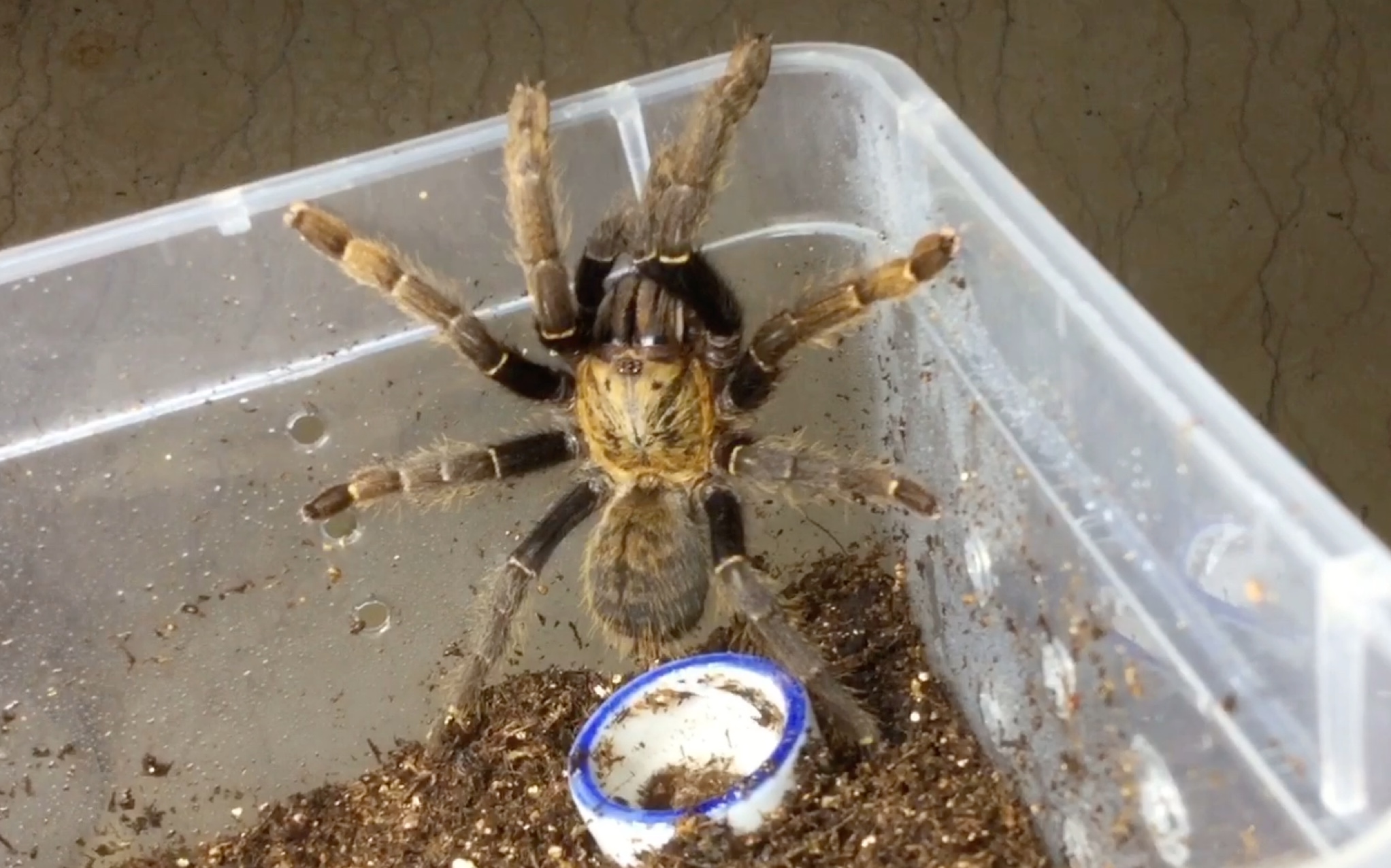 胡志明地老虎开箱!奇怪的地老虎增加了,太爱了._哔哩哔哩_bilibili