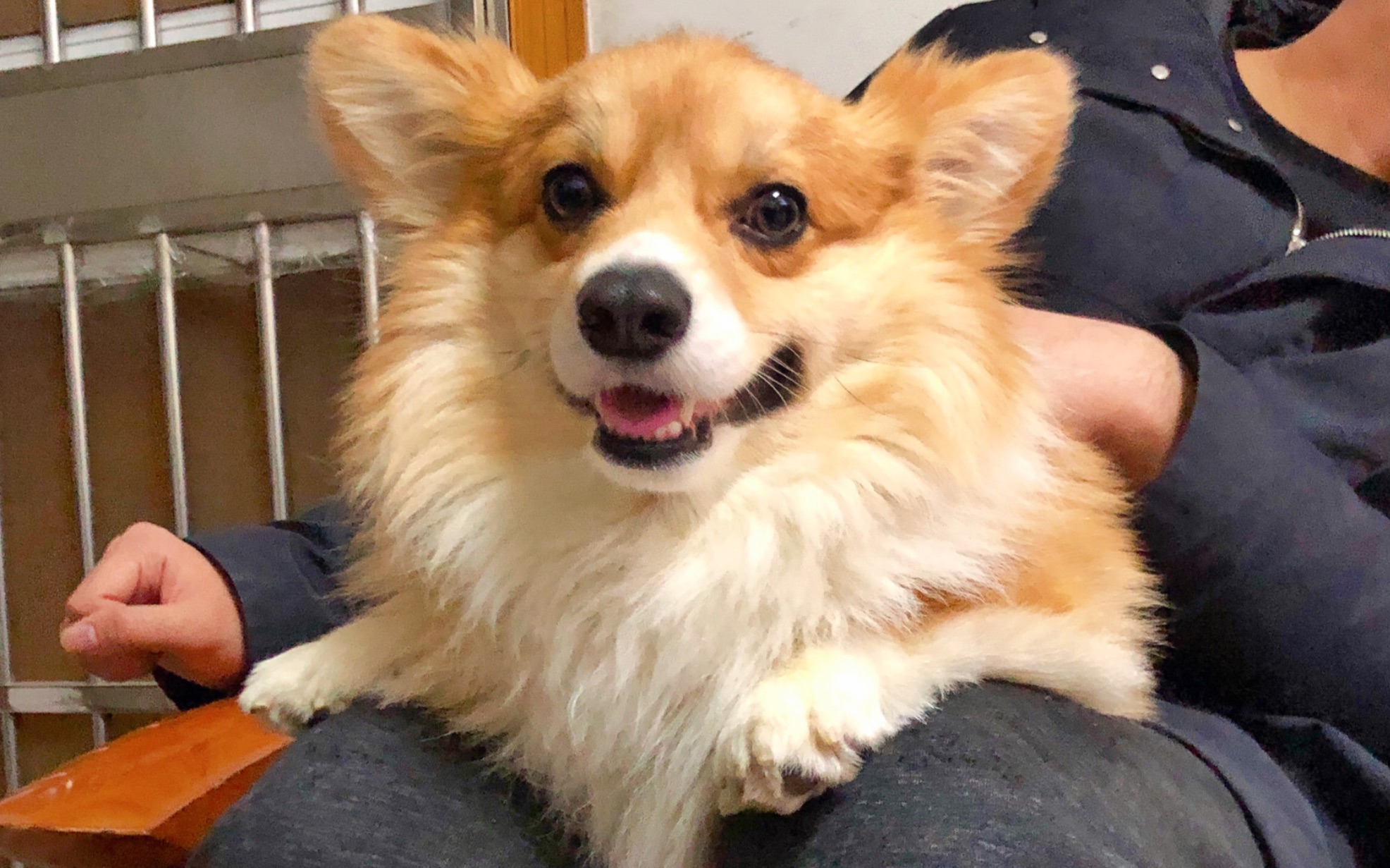 活动  长毛柯基穿着小衣服太像小狮子了吧