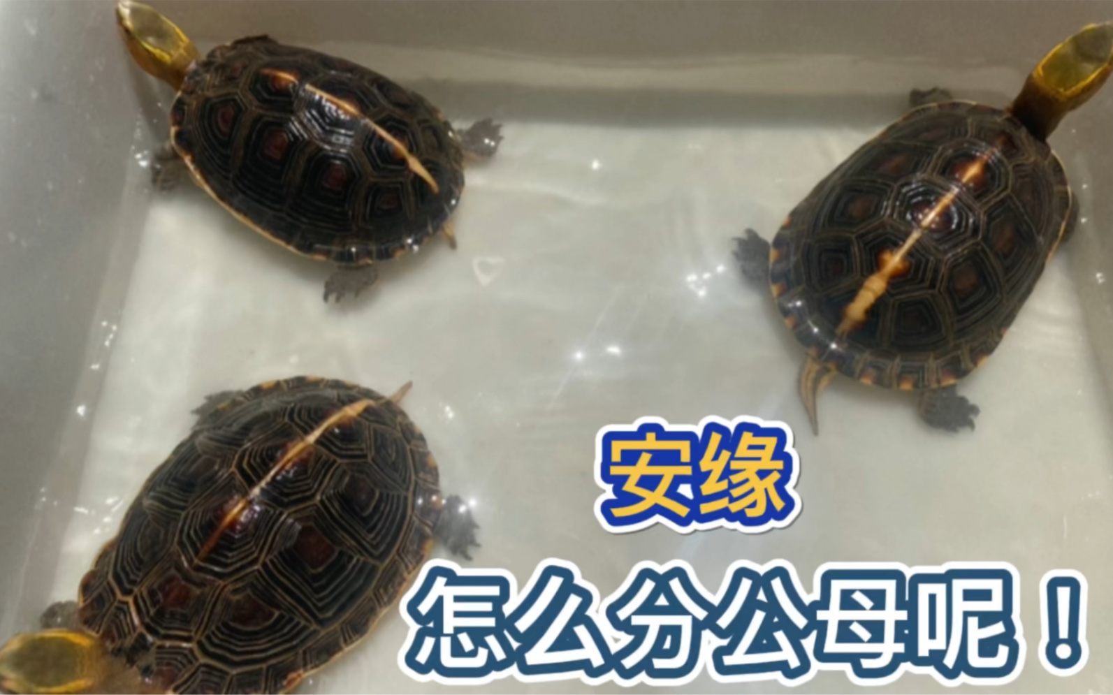 给大家分享一下安缘龟怎么分公母呢!