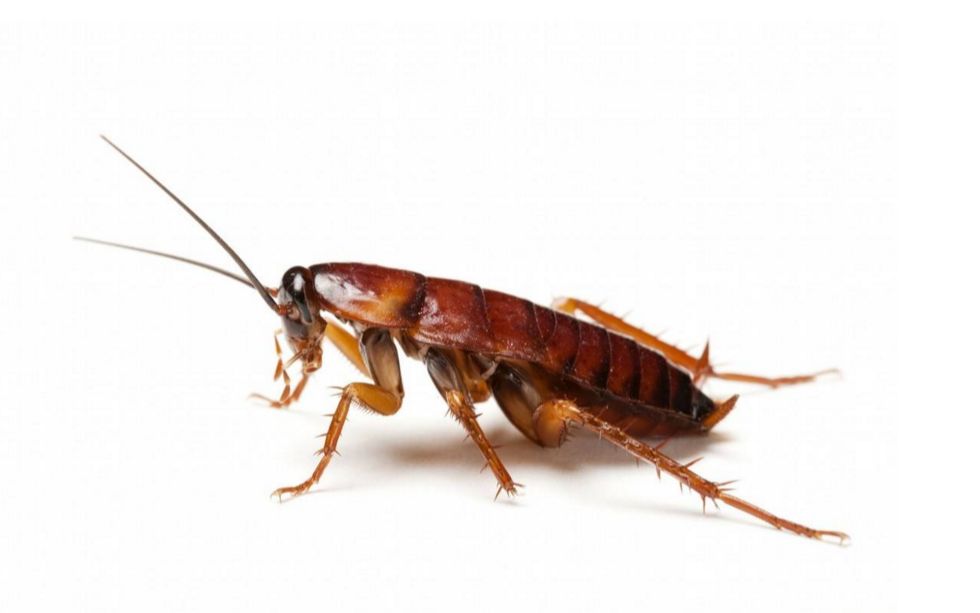 生命的传递蟑螂小强卵夹出壳瞬间满满的高蛋白各种嘎嘣脆鸡肉味心脏病