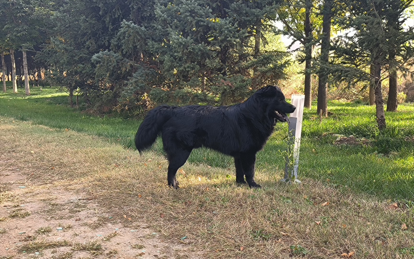 发几张最近的库存吧,8个月的田园犬土松毛发变得越来越厚