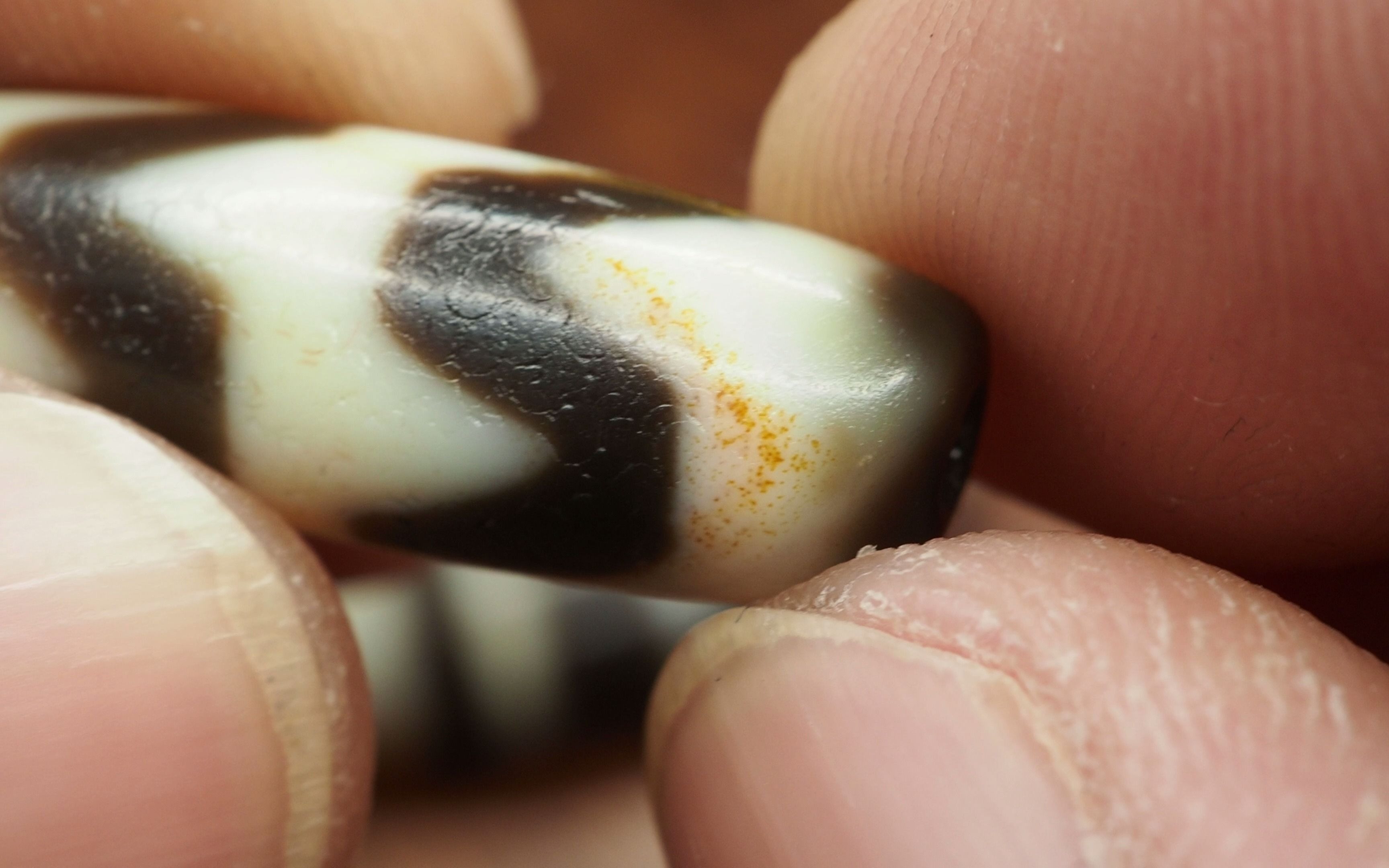 gc手作新到的两颗台湾天珠双虎牙纹牛角线珠天珠旁系