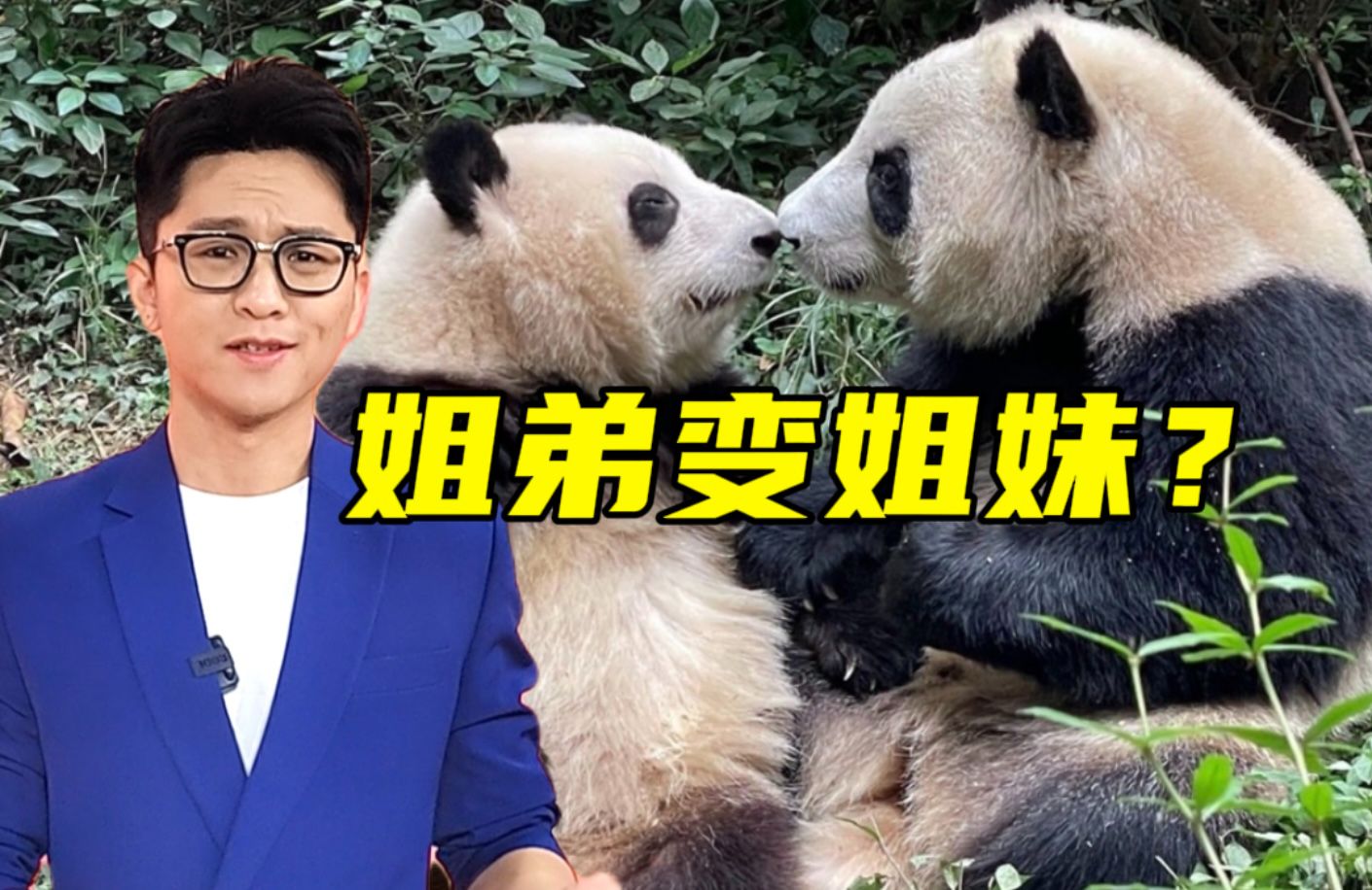 大熊猫和叶其实是"妹妹"?为啥"滚滚"的性别会被认错?【主播说三农】