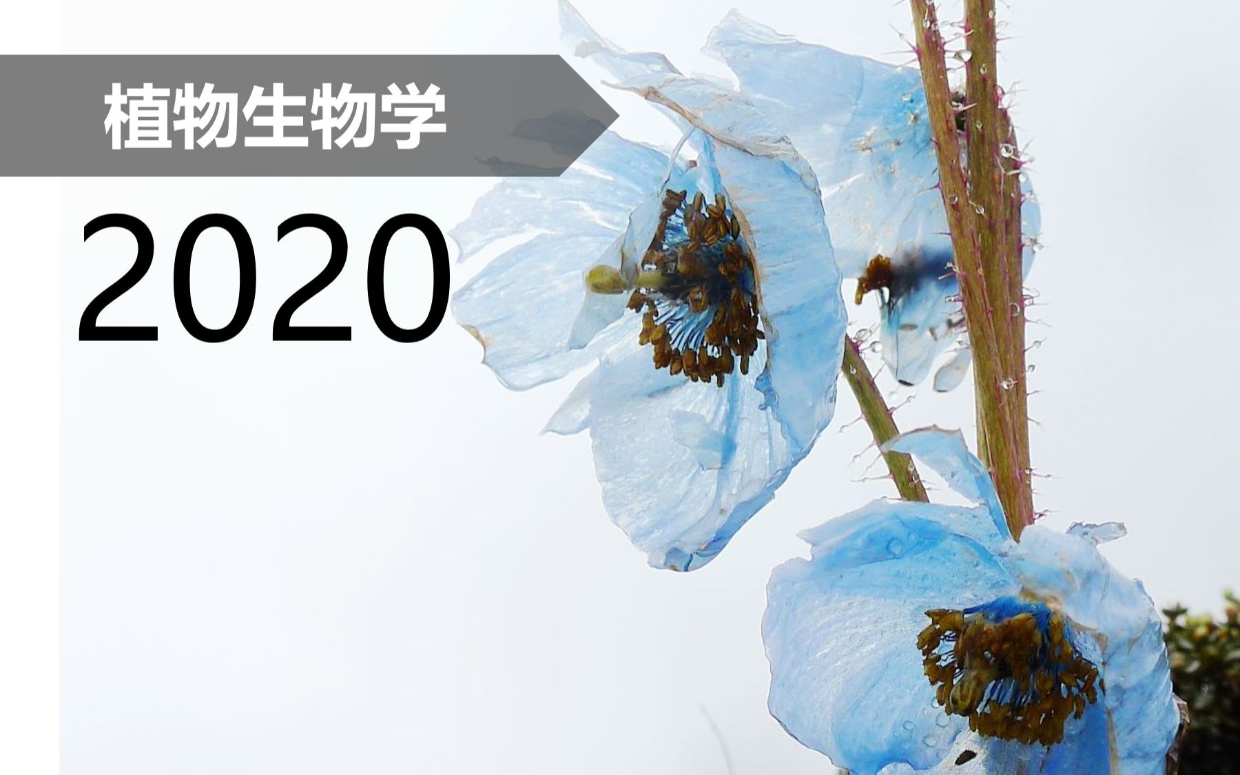 【植物】植物生物学 2020哔哩哔哩bilibili