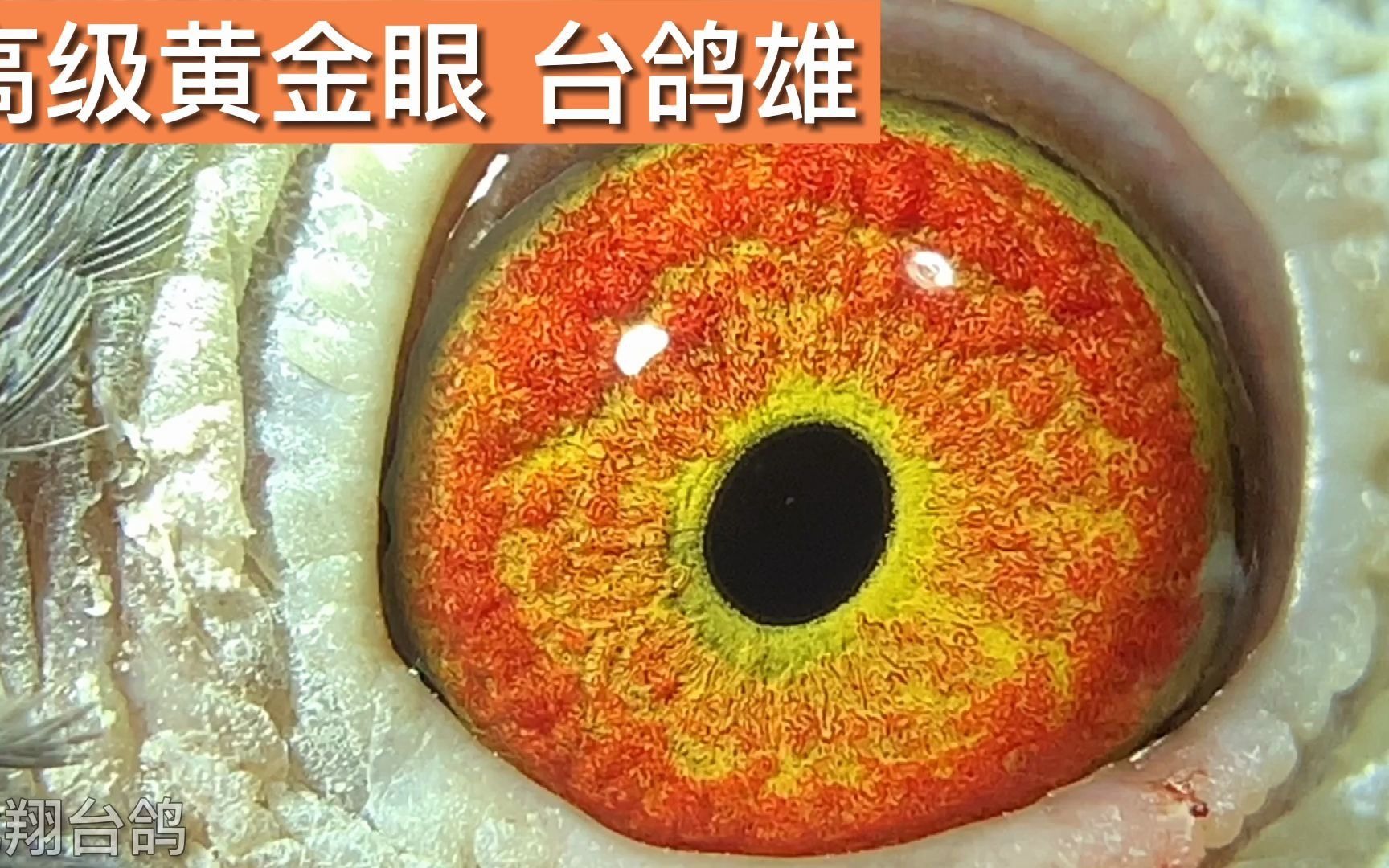 鸽眼欣赏,高级黄金眼,正三关台鸽