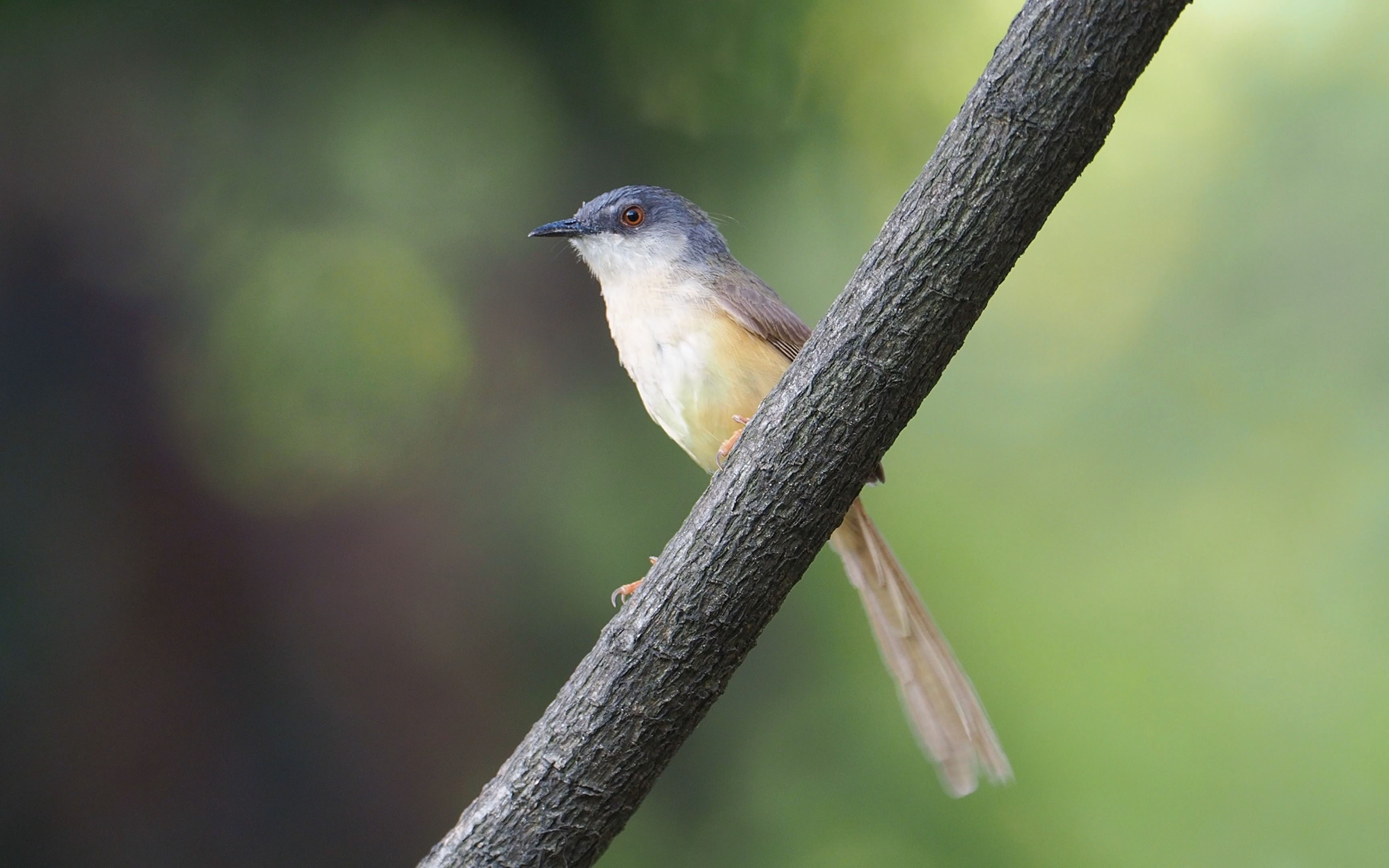 烈士陵园里拍到的黄腹山鹪莺