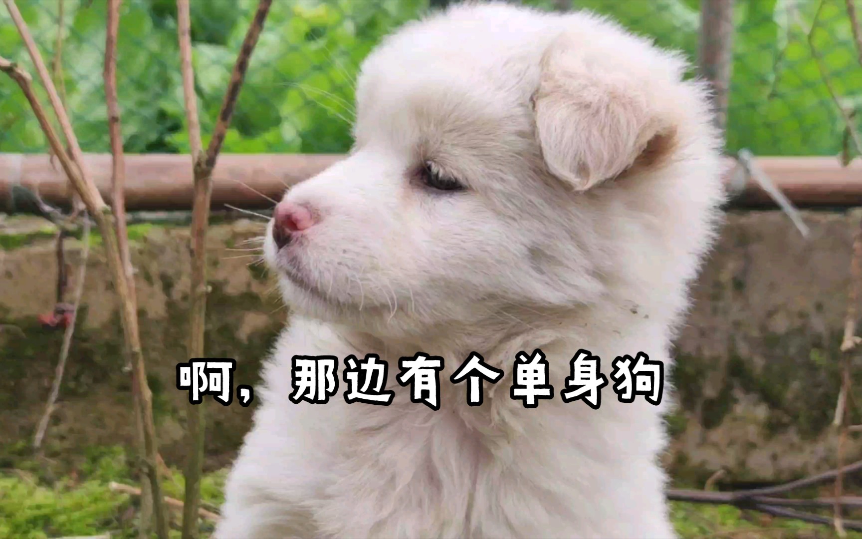 来给这只可爱的小狗取个名字哔哩哔哩bilibili