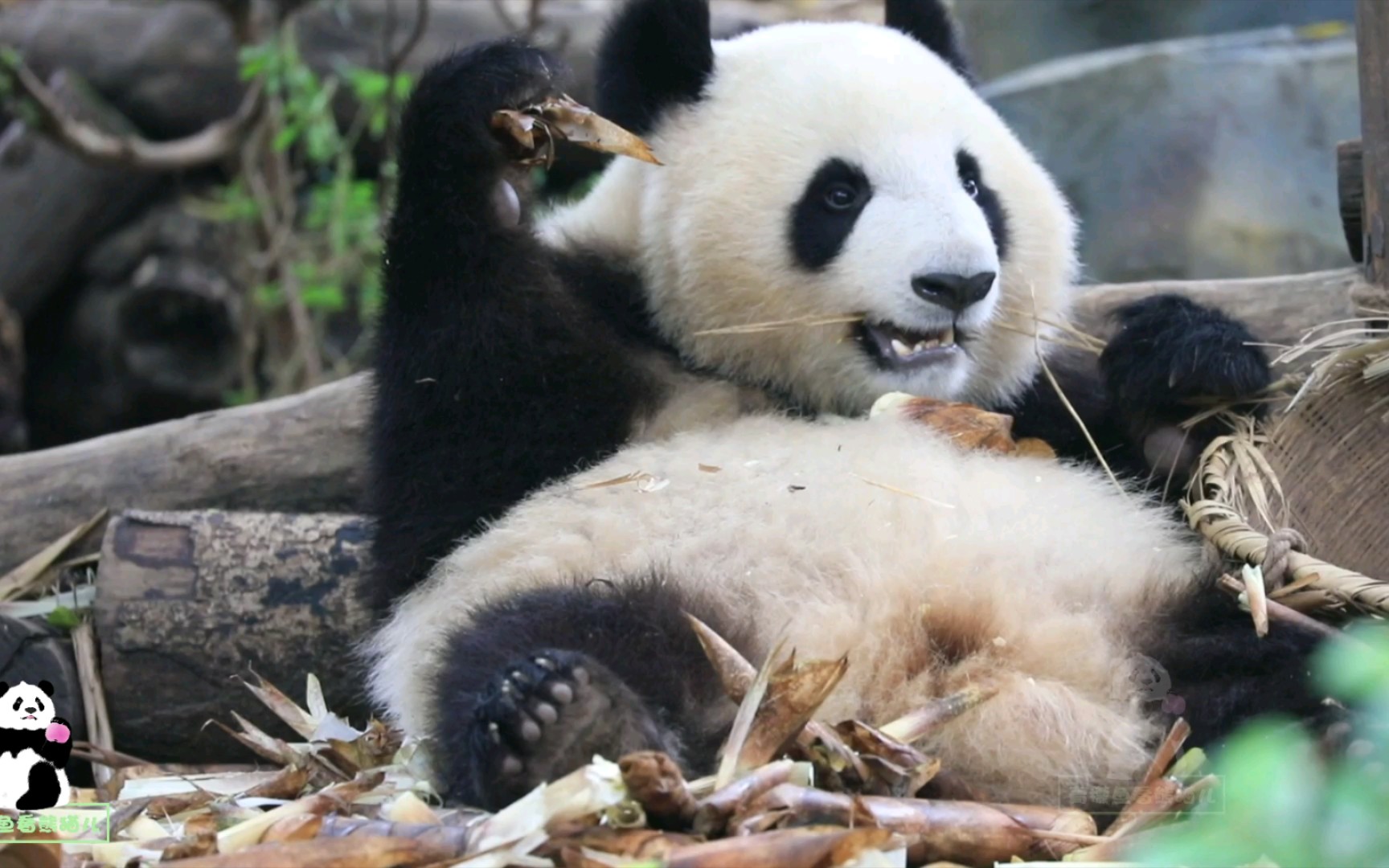 出生最轻的熊猫宝宝成浪一口鲜笋一口干竹的干饭,吃饭花样儿还多