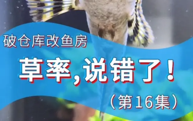 百赞水族的个人空间 哔哩哔哩移动版 百赞水族的个人空间 哔哩哔哩移动版
