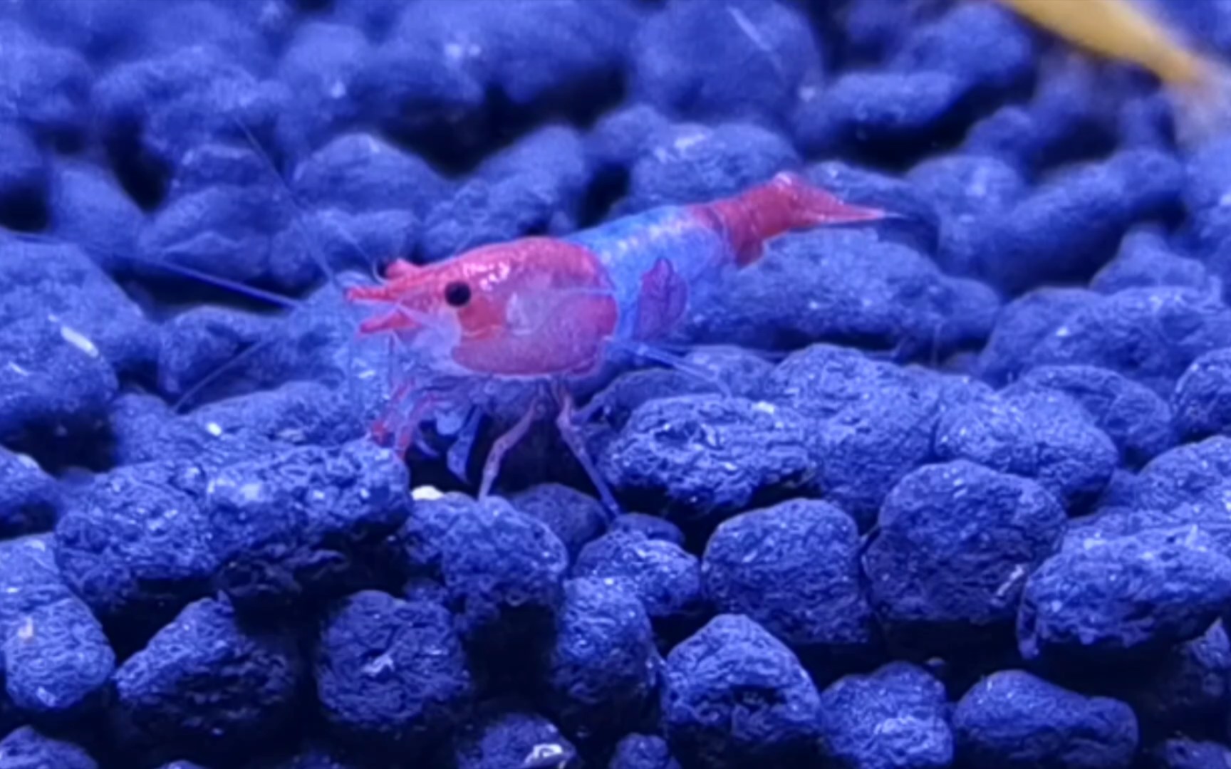 高清红琉璃虾08吃饭时间到!