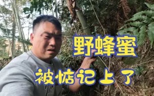 Télécharger la video: 我发现的野蜂窝被人惦记上了，我现在又不能挖，这下该怎么办！