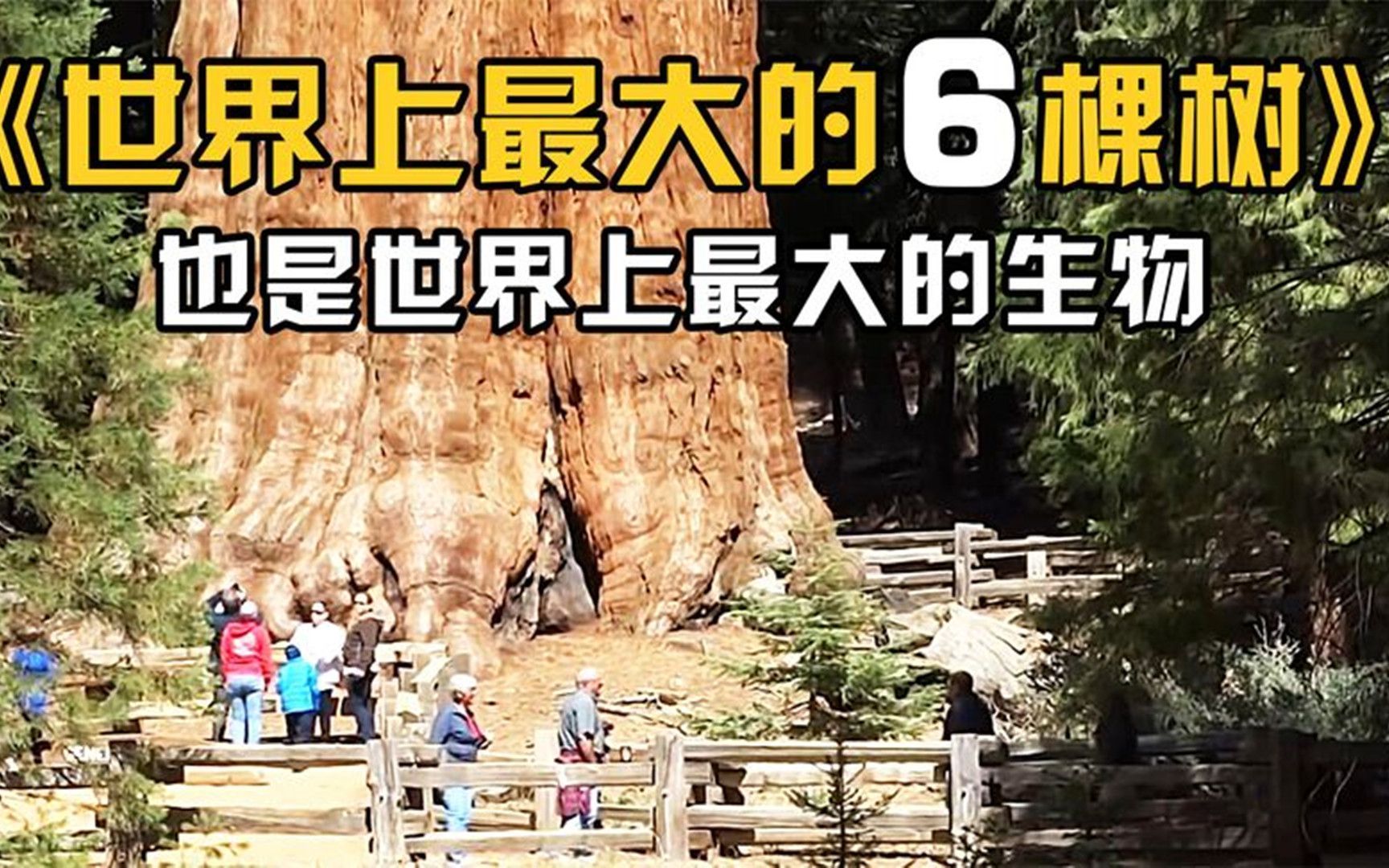 [图]世界上最大的6棵树，也是已知世界上最大的生物！