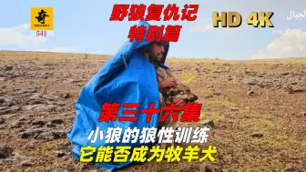 Download Video: 纪录片解说，【野狼复仇记第五季】第三十六集，小狼的狼性训练，它能否成为牧羊犬