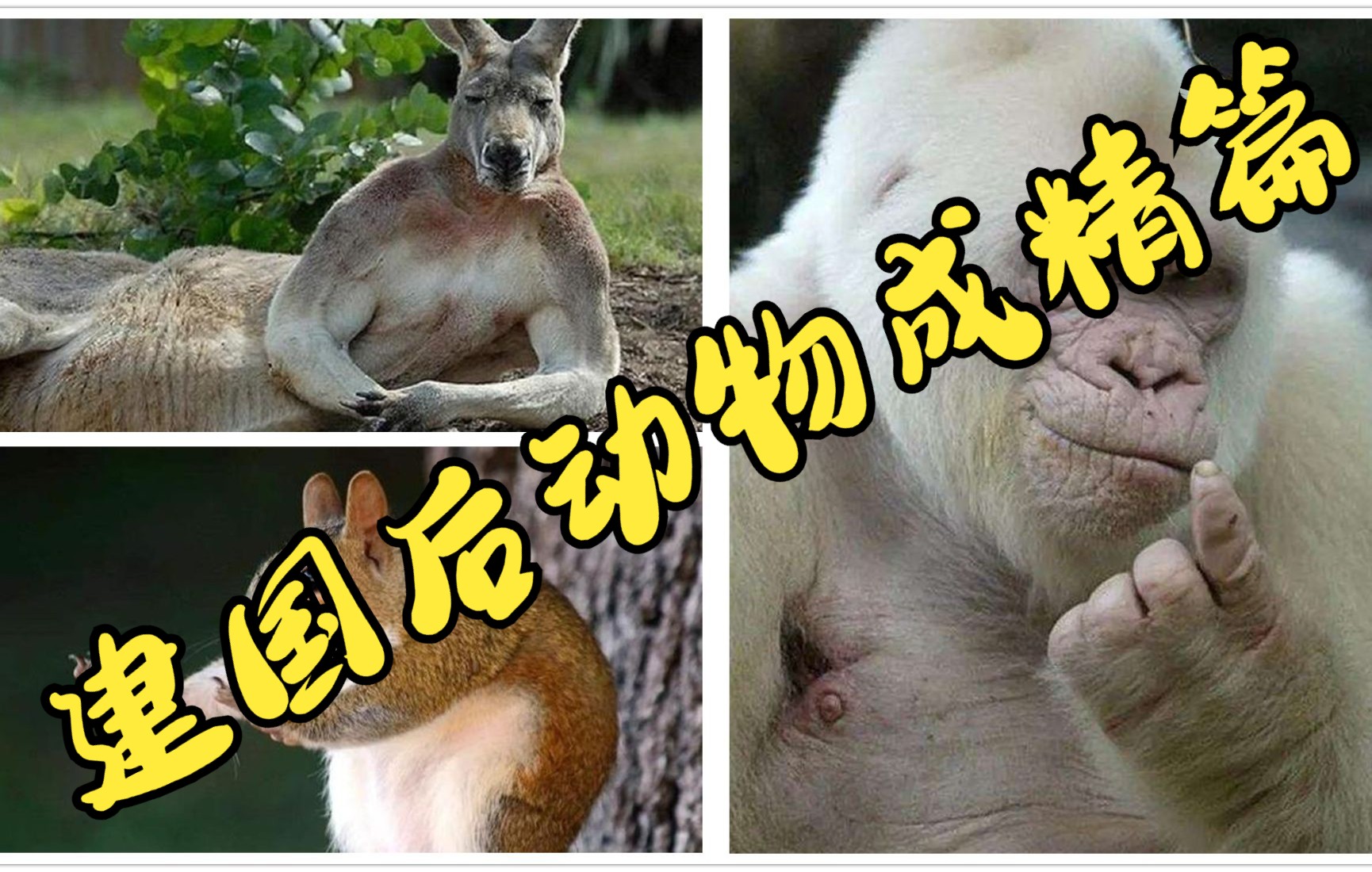 建国后动物成精篇