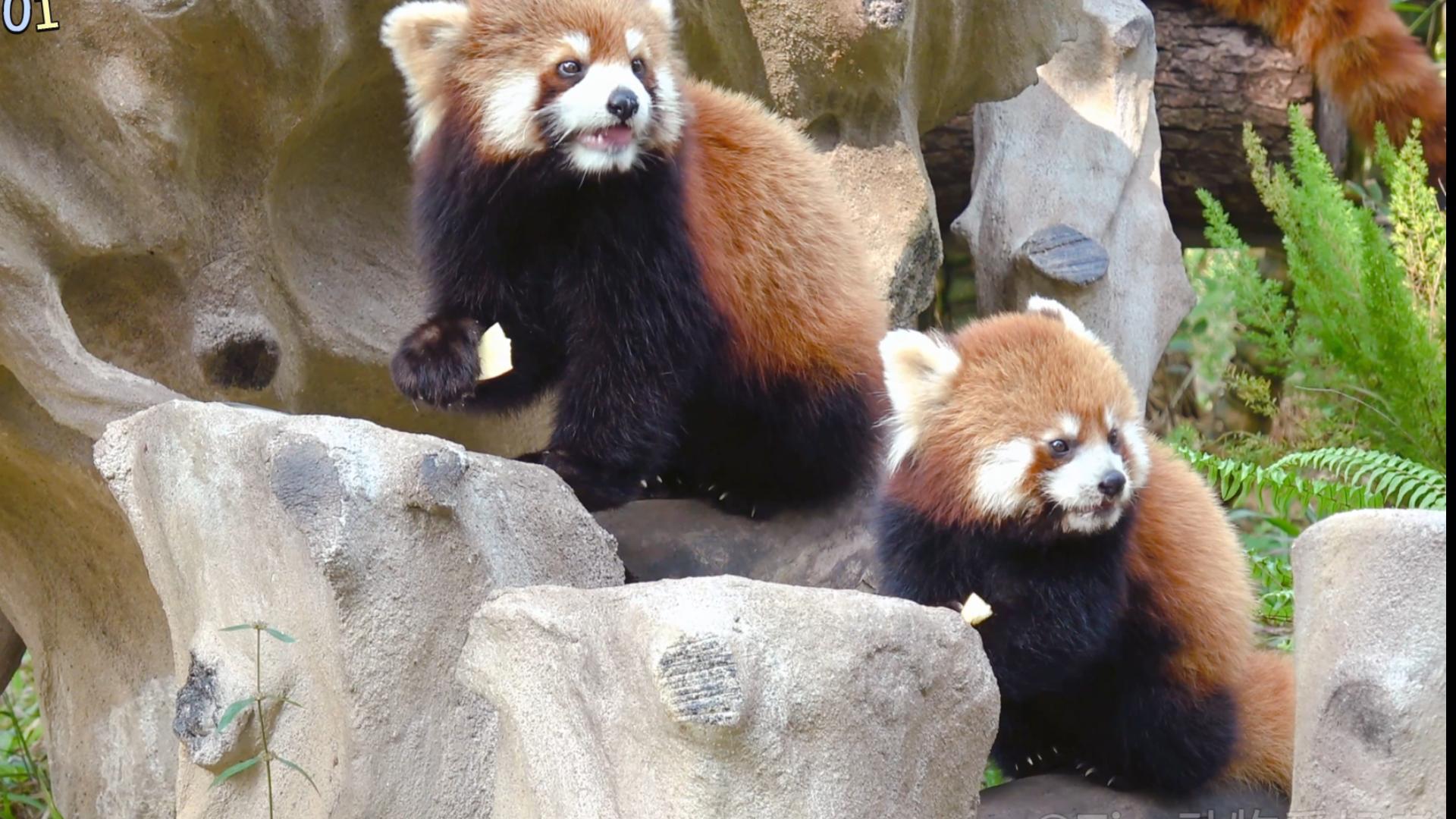 【小熊貓】迪迪和逸逸都喜歡抬頭吃飯和東張西望