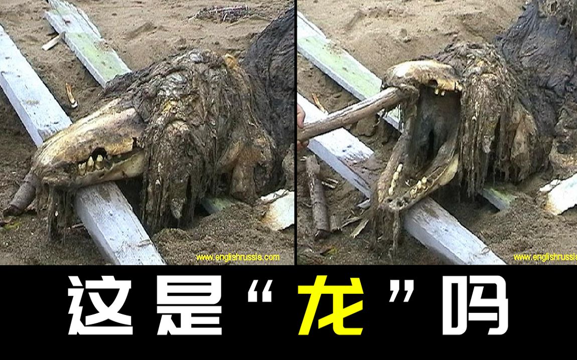 [图]【解密】俄罗斯士兵在海滩上发现的未知生物遗骸，是传说中的龙吗？