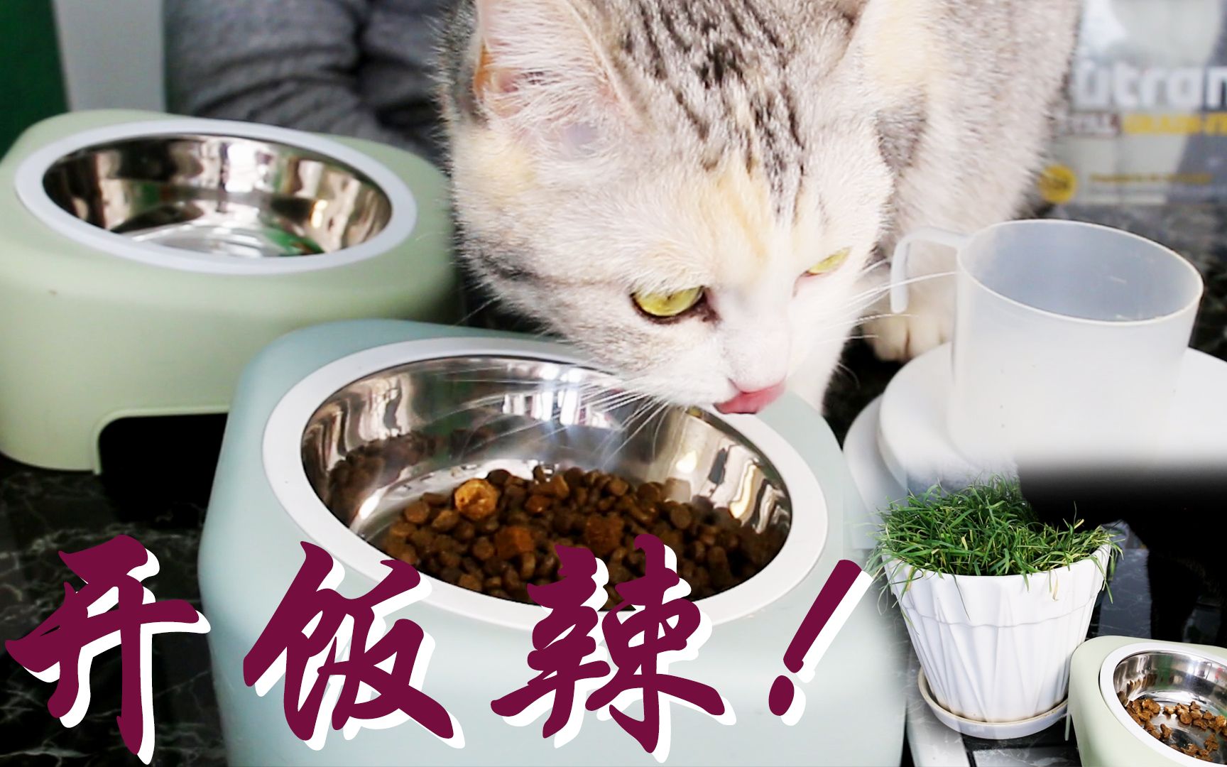 开饭辣!我家猫的食物之猫粮猫草篇:肉吃的太多生病就要换个脂肪含量少的猫粮,顺便盘点一下之前买过的辣鸡猫粮!哔哩哔哩bilibili