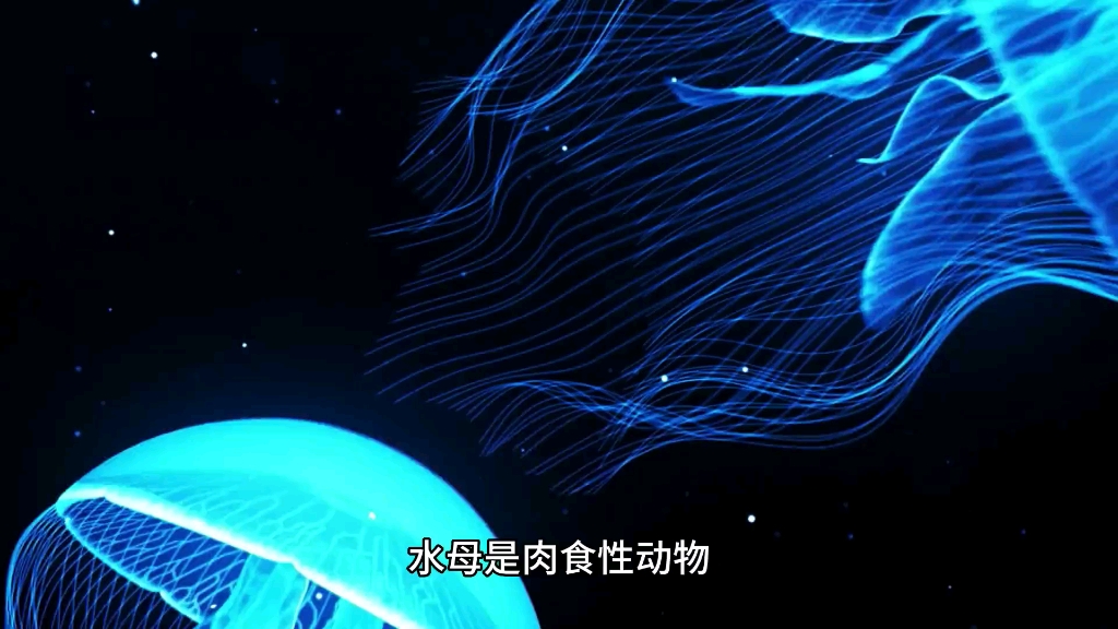 派大星,我们一起去抓水母吧