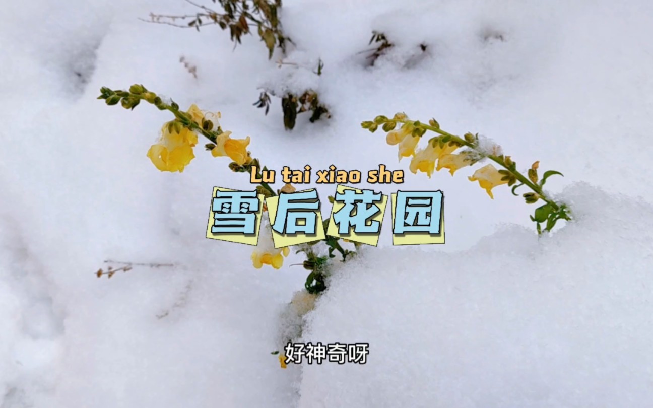 [图]走的时候繁花似锦，回来已是冰天雪地