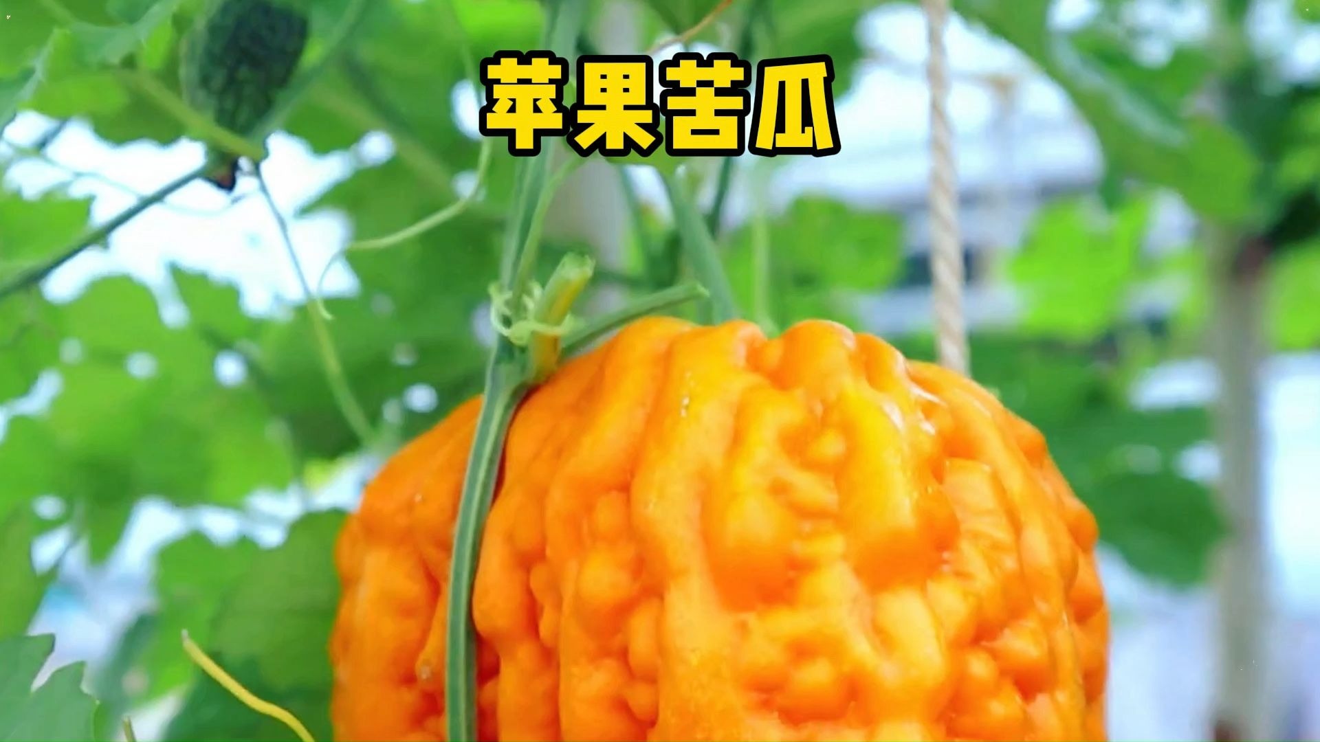 原来苦瓜熟了是甜的，平时吃到的苦瓜属于未成熟