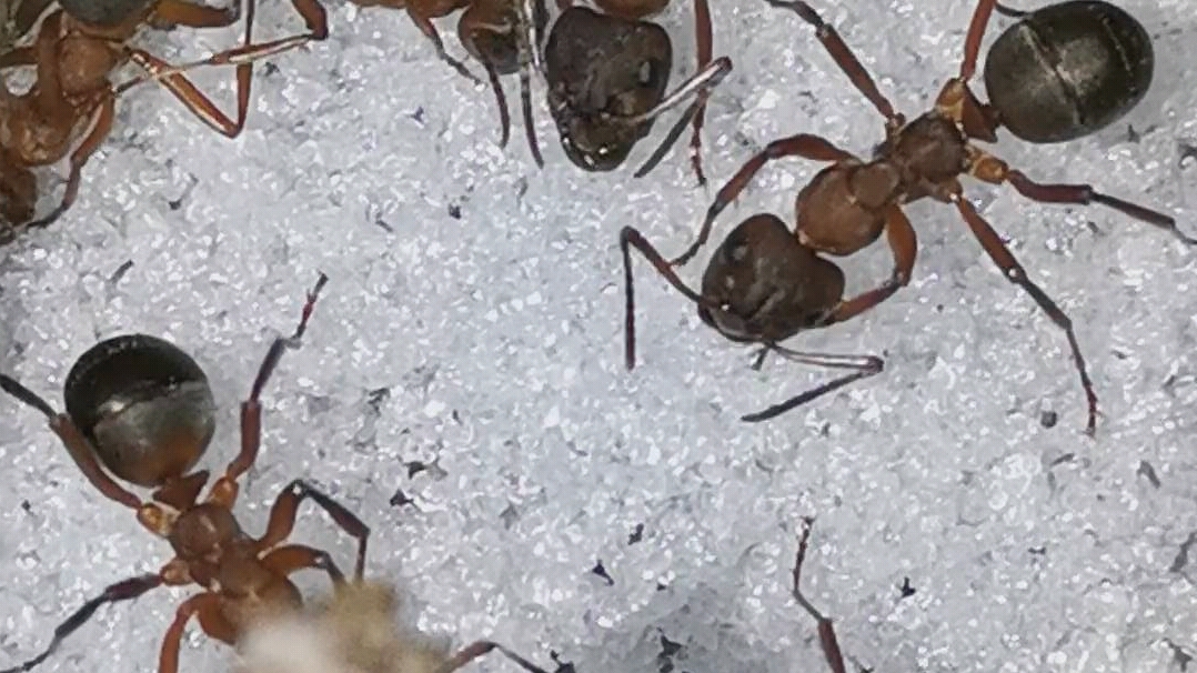 蚂蚁(血红林蚁)