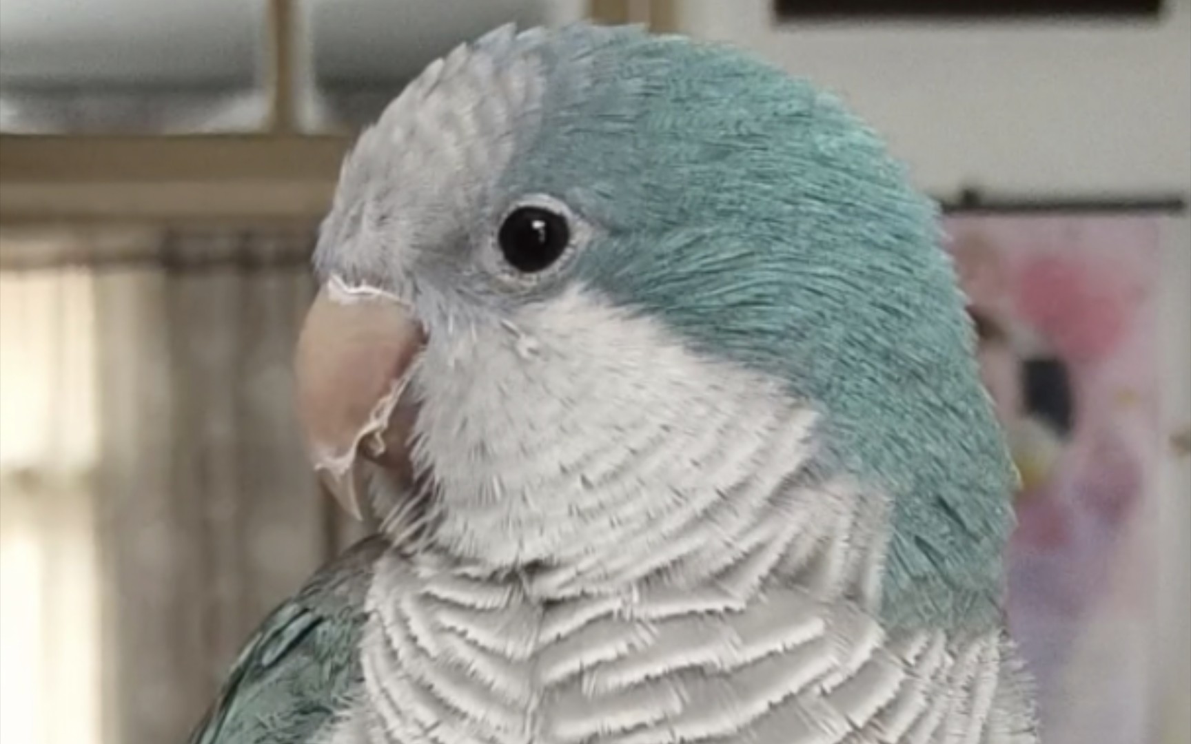 手养的和尚鹦鹉比小狗还黏人,就像跟屁虫一样,丢都丢不掉