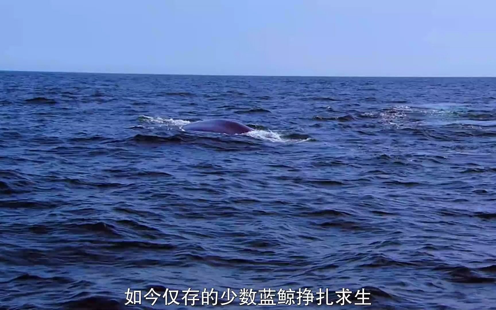 [图]蓝鲸王国 Kingdom of the Blue Whale (2009) 中文字幕